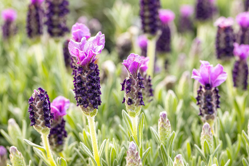 Lavender Stoechas Flower seeds for Planting Long Bloom Season, Heirloom & GMO Free Seeds for Home Garden seeds for planting