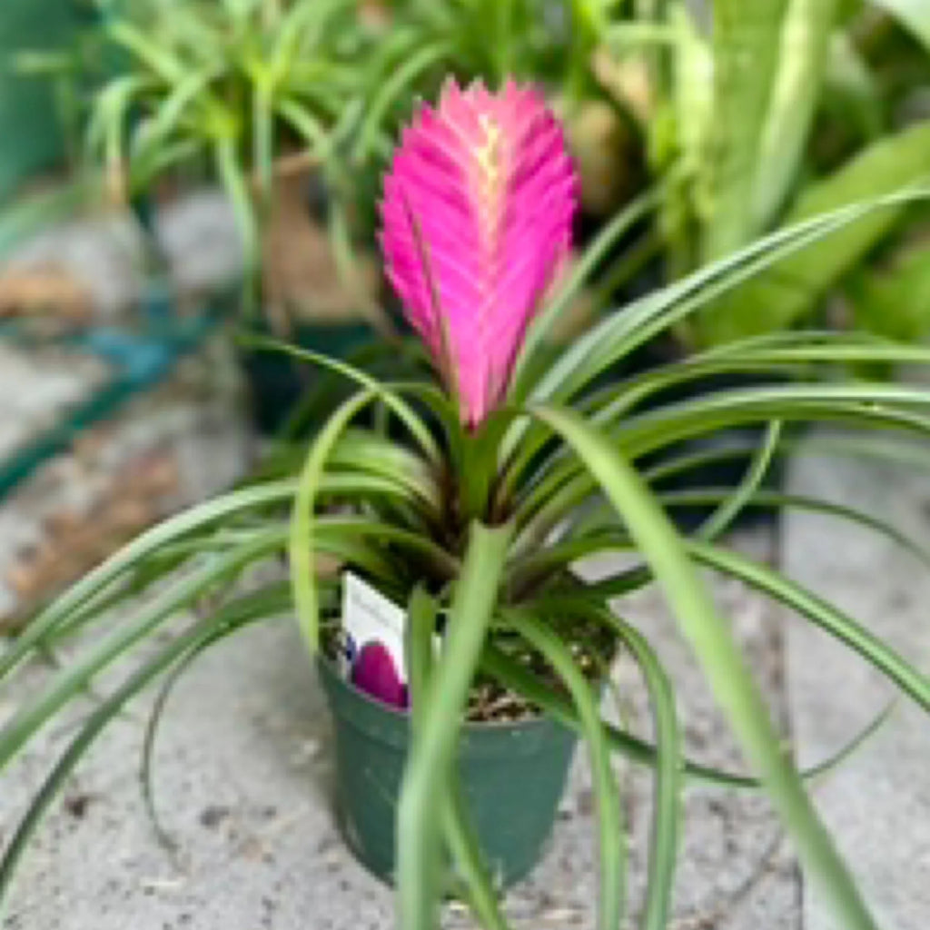 Bromeliad Tillandsia Flower seeds for Planting Long Bloom Season, Heirloom & GMO Free Seeds for Home Garden vegetable and garden seeds