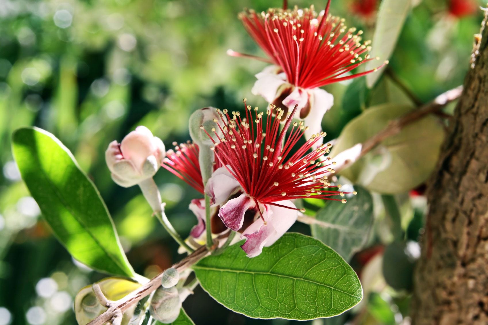 Premium Feijoa Sellowiana Flower seeds for Planting Easy to Grow, Heirloom & GMO Free Seeds for Home Garden seeds