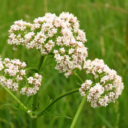 Anisum Flower seeds for Planting Wildflower Mix Heirloom & GMO Free Seeds for Home Garden