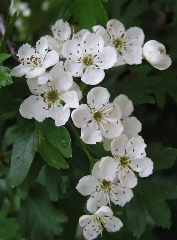 White Crataegus Flower seeds for Planting Colorful Display, Heirloom & GMO Free Seeds for Home Garden vegetable and garden seeds