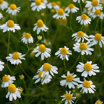 Chamomile Flower seeds for Planting - Hardy Variety, Heirloom & GMO Free Seeds for Home Garden