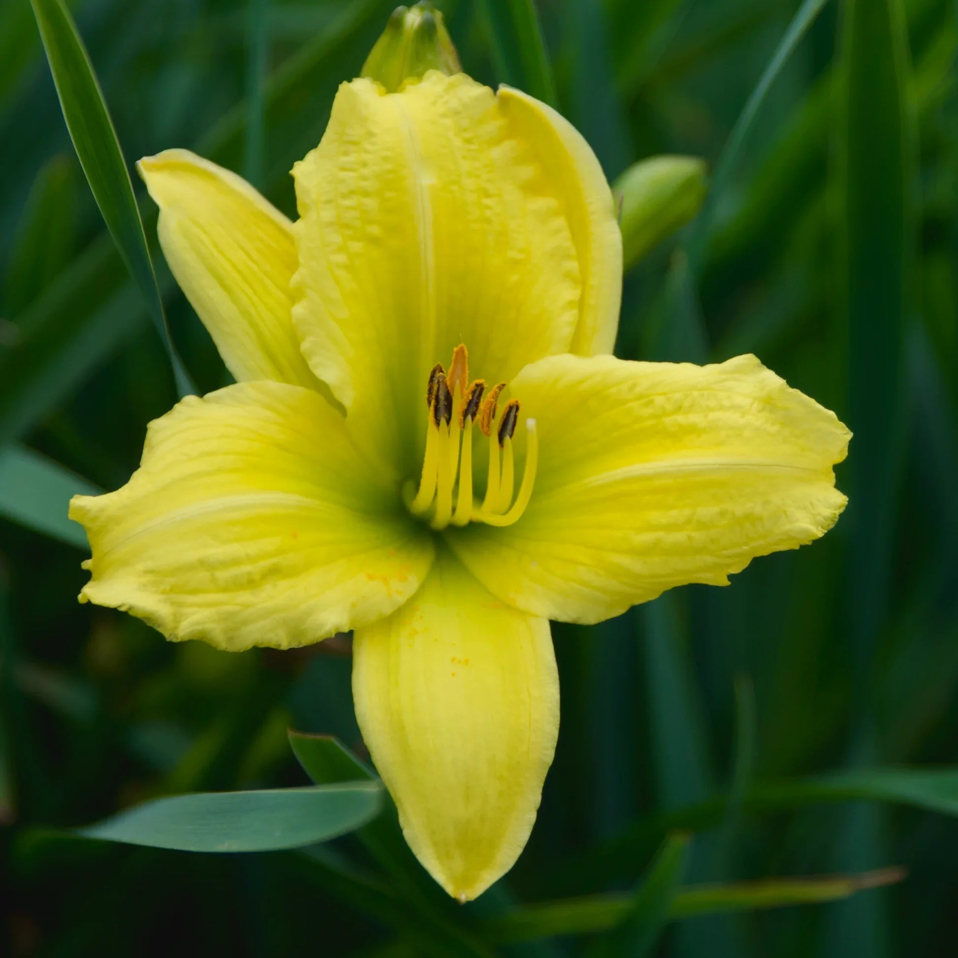 Light Green Hemerocallis Flower seeds for Planting Cottage Garden Essential, Heirloom & GMO Free Seeds for Home Garden vegetable and garden seeds