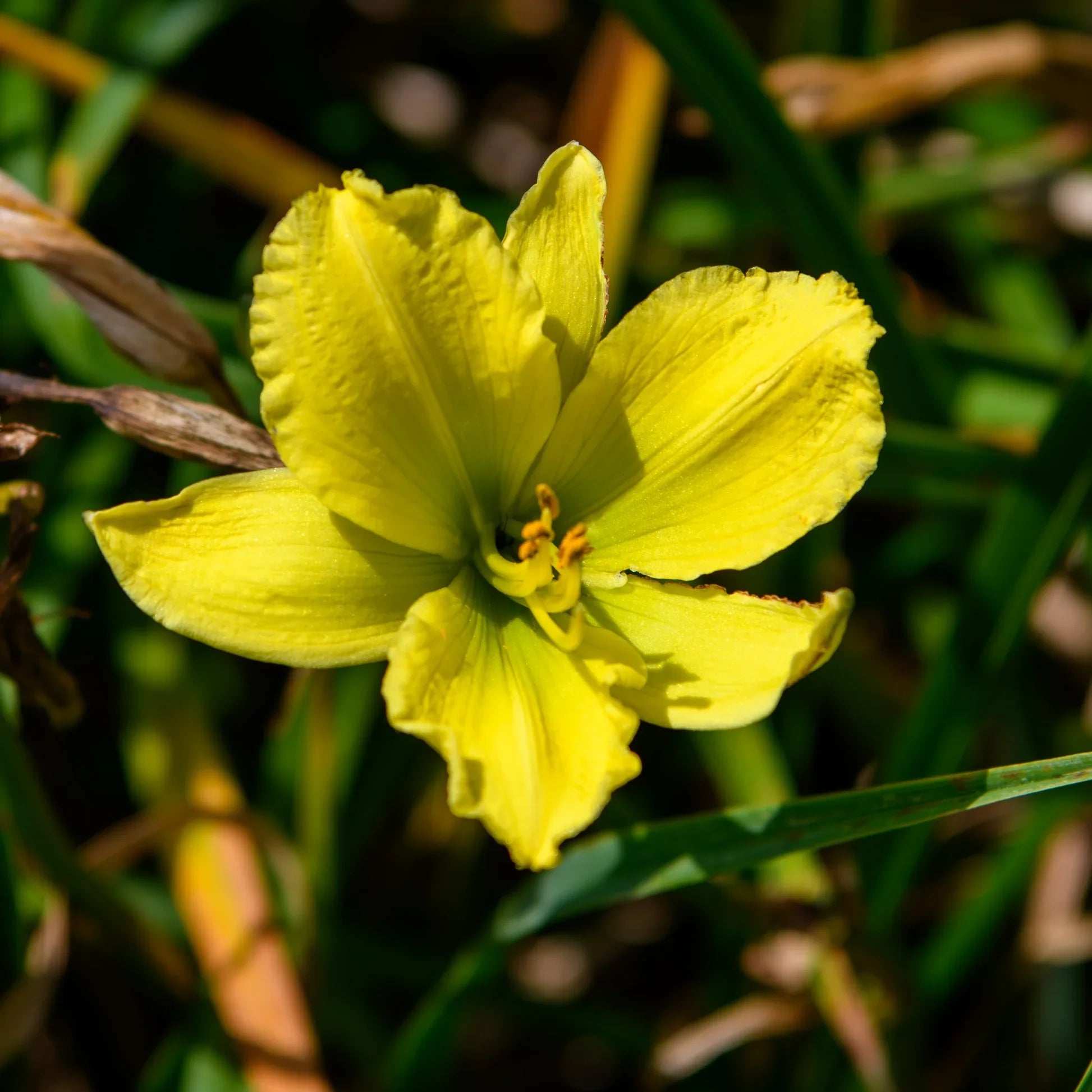 Light Green Hemerocallis Flower seeds for Planting Cottage Garden Essential, Heirloom & GMO Free Seeds for Home Garden seeds for planting