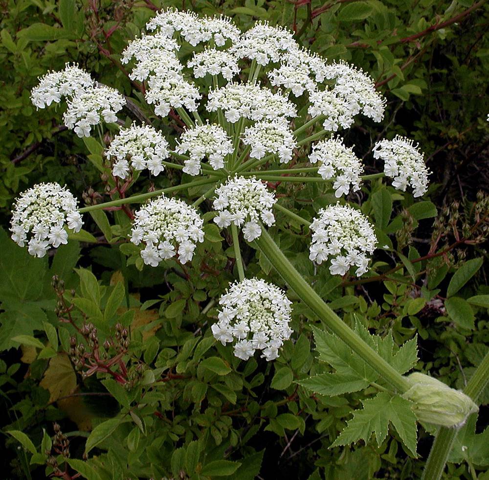 Heracleum Lanatum Flower seeds for Planting Long Bloom Season Heirloom & GMO Free Seeds for Home Garden 
 
 Sale