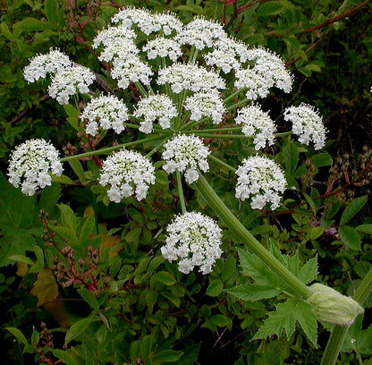 Heracleum Lanatum Flower seeds for Planting Long Bloom Season Heirloom & GMO Free Seeds for Home Garden 
 
 Sale