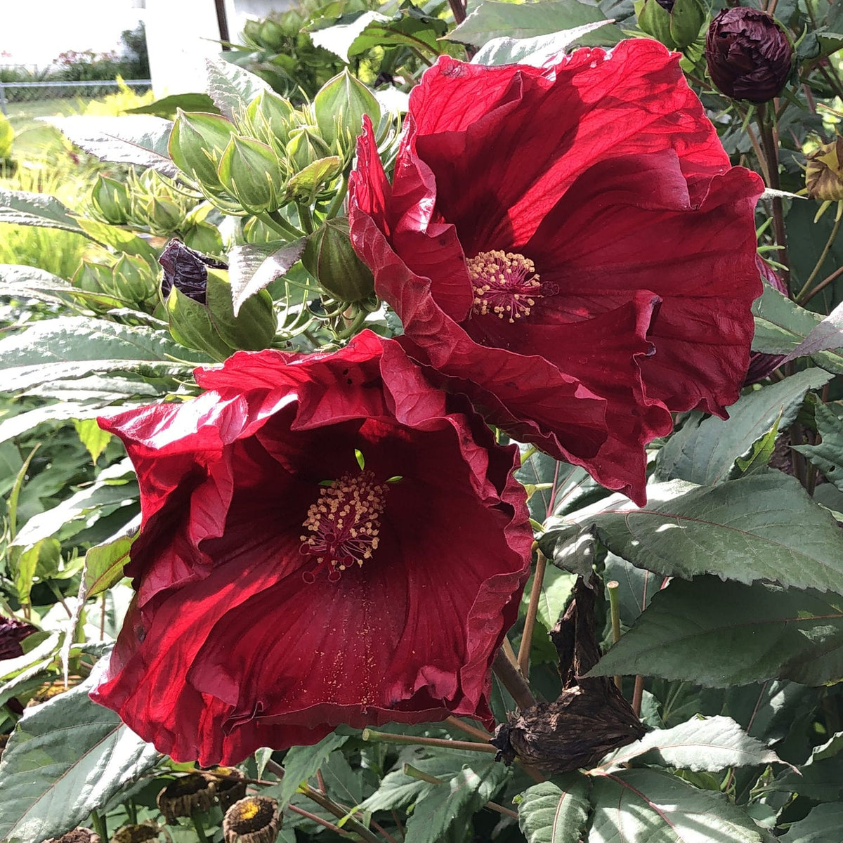 Cranberry (Cranberry Hibiscus) seeds for planting in home garden