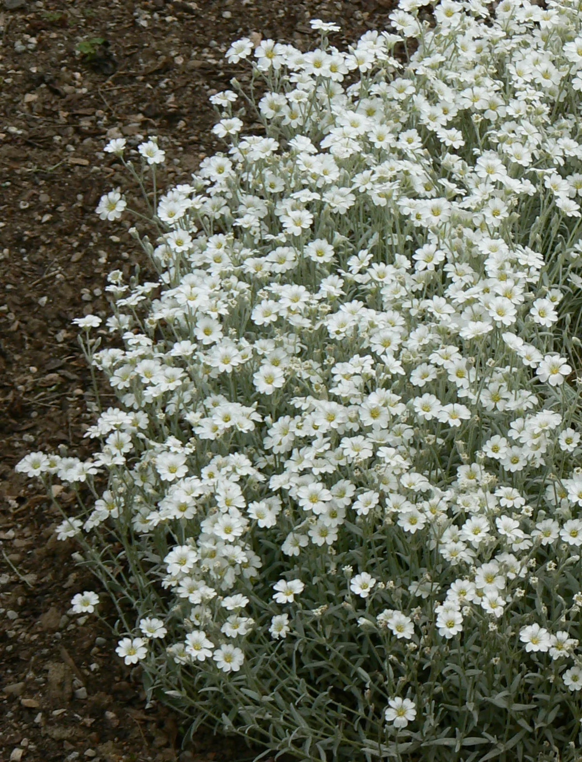 Carpet Flower seeds for Planting Colorful Display Heirloom & GMO Free Seeds for Home Garden