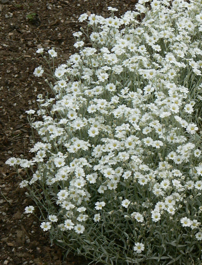 Carpet Flower seeds for Planting Colorful Display Heirloom & GMO Free Seeds for Home Garden