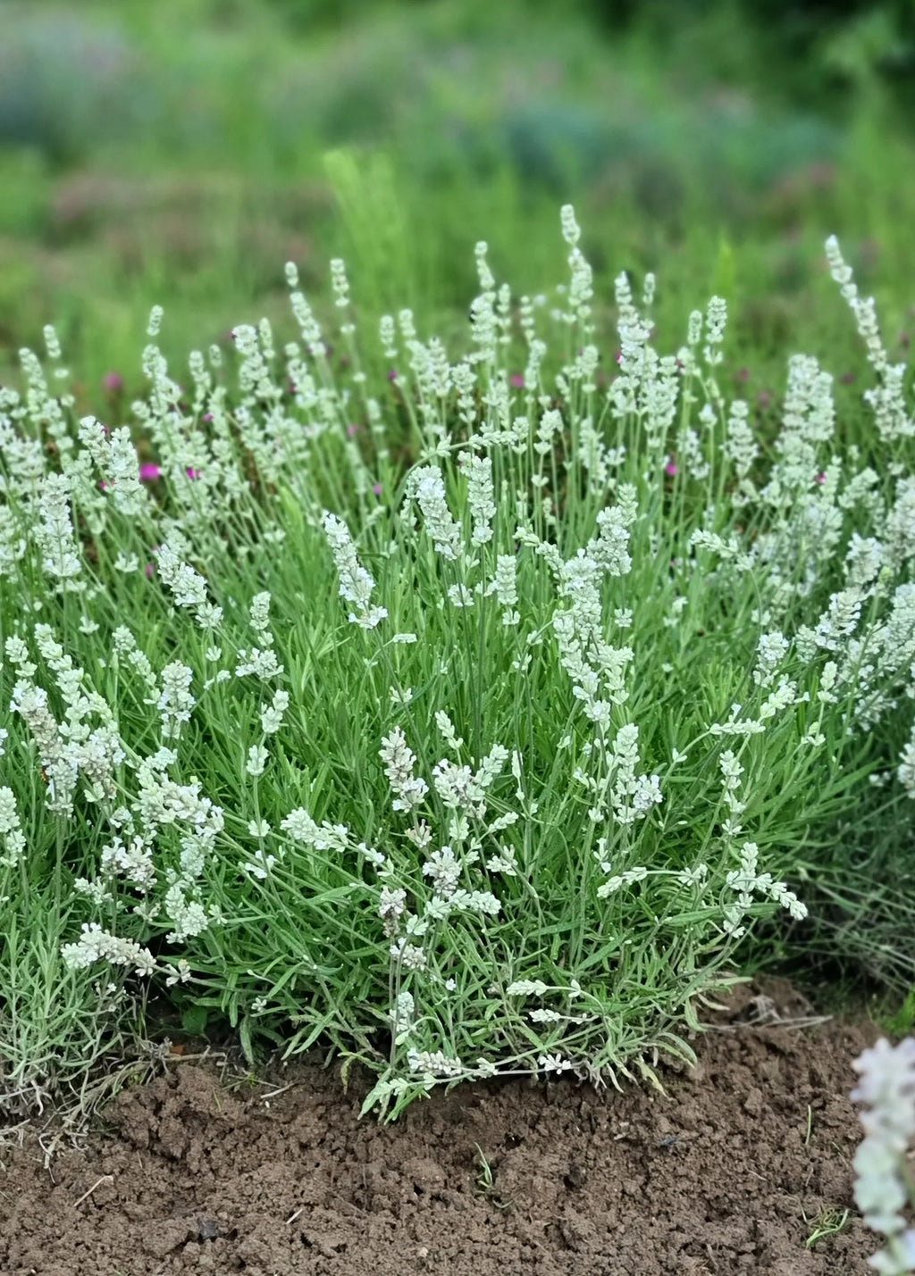 Premium Lavender Flower seeds for Planting Cut Flower Favorite, Heirloom & GMO Free Seeds for Home Garden seeds