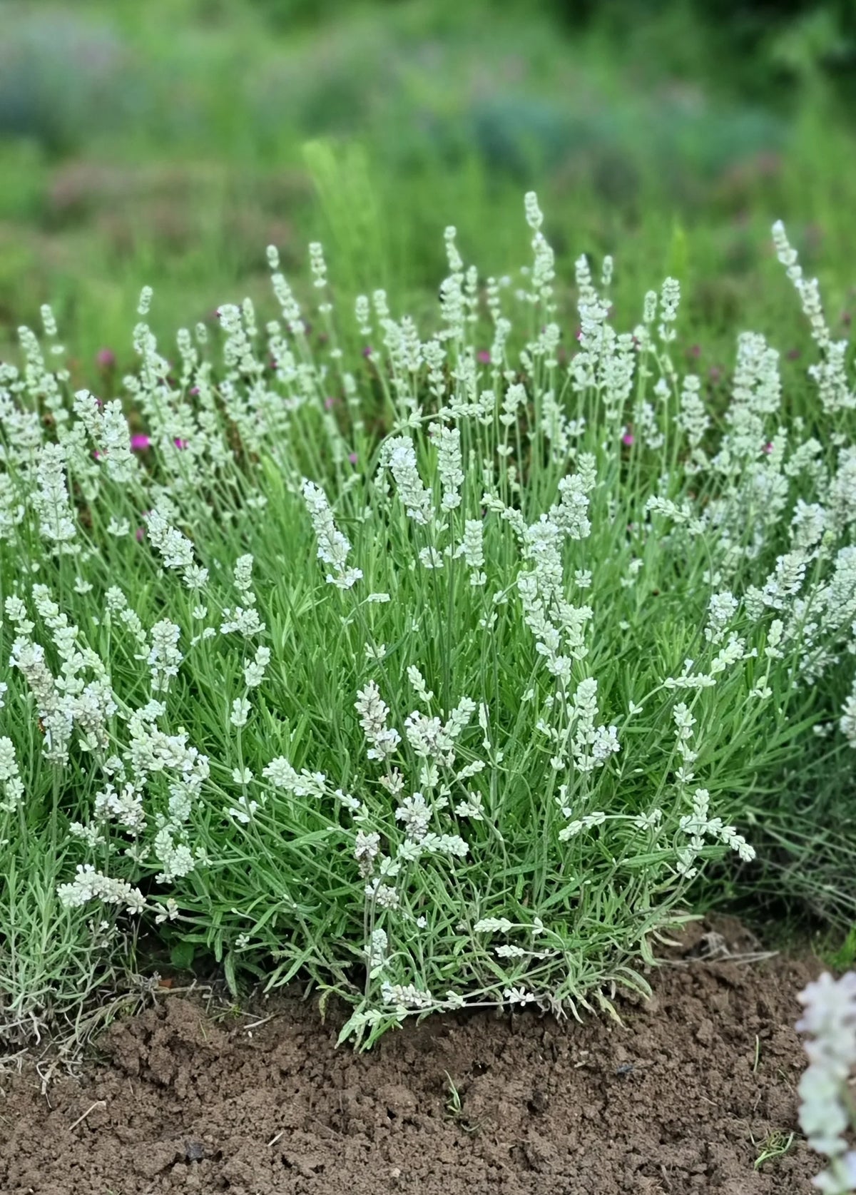 Premium Lavender Flower seeds for Planting Cut Flower Favorite, Heirloom & GMO Free Seeds for Home Garden seeds