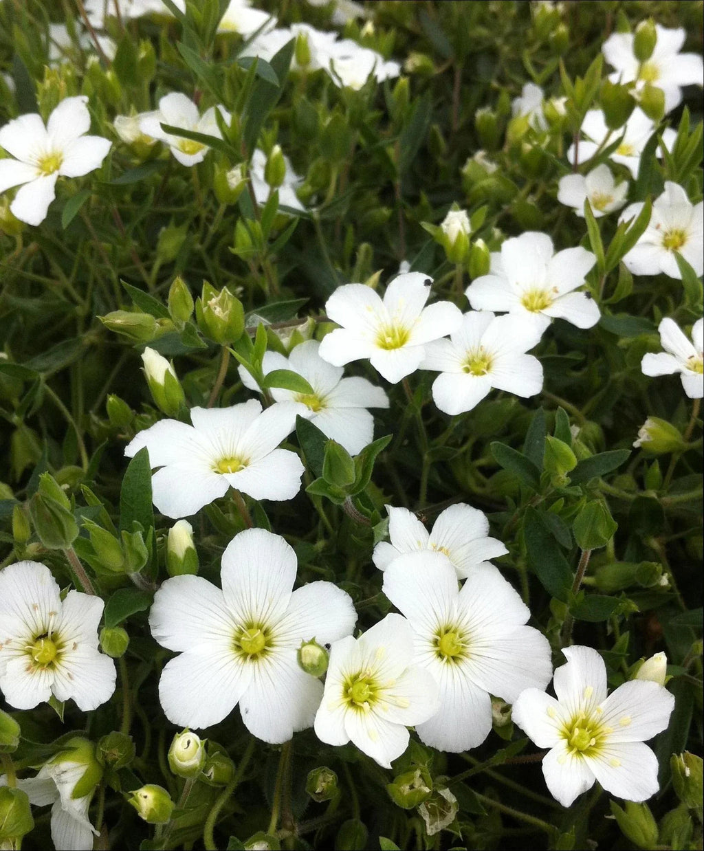 Avalanche Flower seeds for Planting Seasonal Bloomer, Heirloom & GMO Free Seeds for Home Garden vegetable and garden seeds