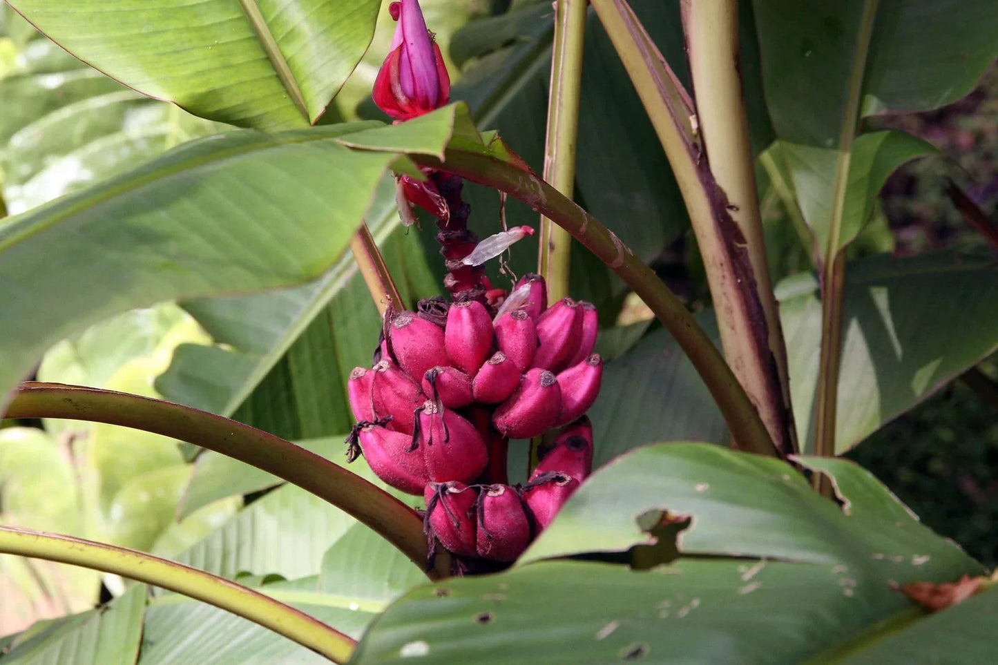 Pink Banana Fruit Seeds For Planting