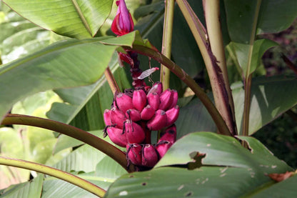 Pink Banana Fruit Seeds For Planting