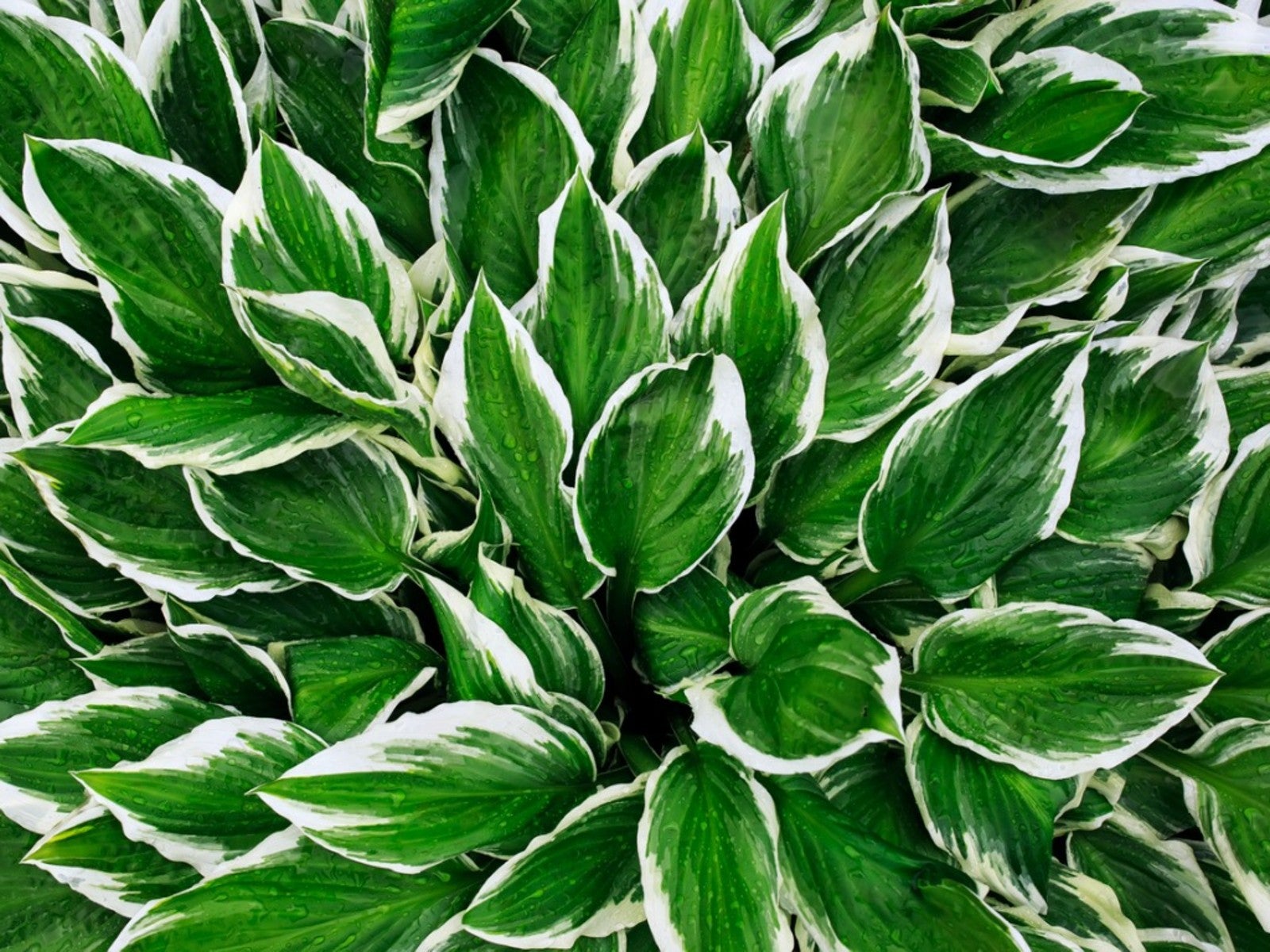 High quality Green Blue Hosta Flower seeds for Planting Long Bloom Season, Heirloom & GMO Free Seeds for Home Garden seeds pack