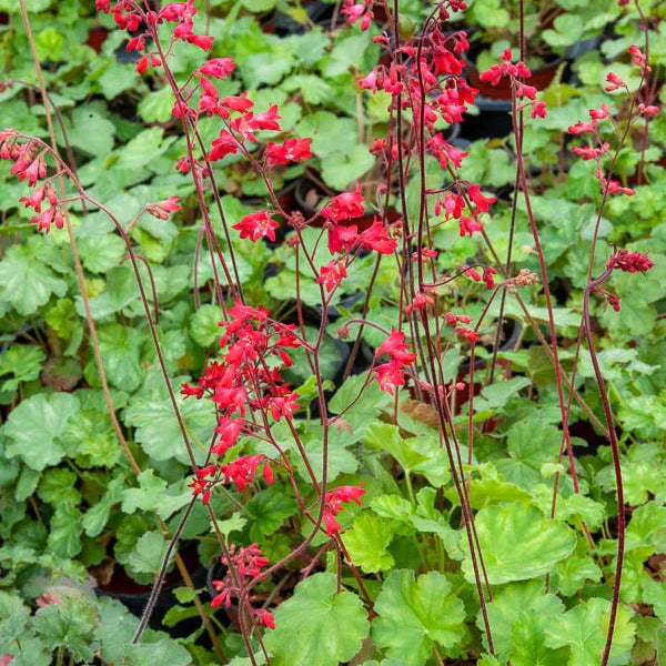 High quality Pink Heuchera Flower seeds for Planting Seasonal Bloomer, Heirloom & GMO Free Seeds for Home Garden seeds pack