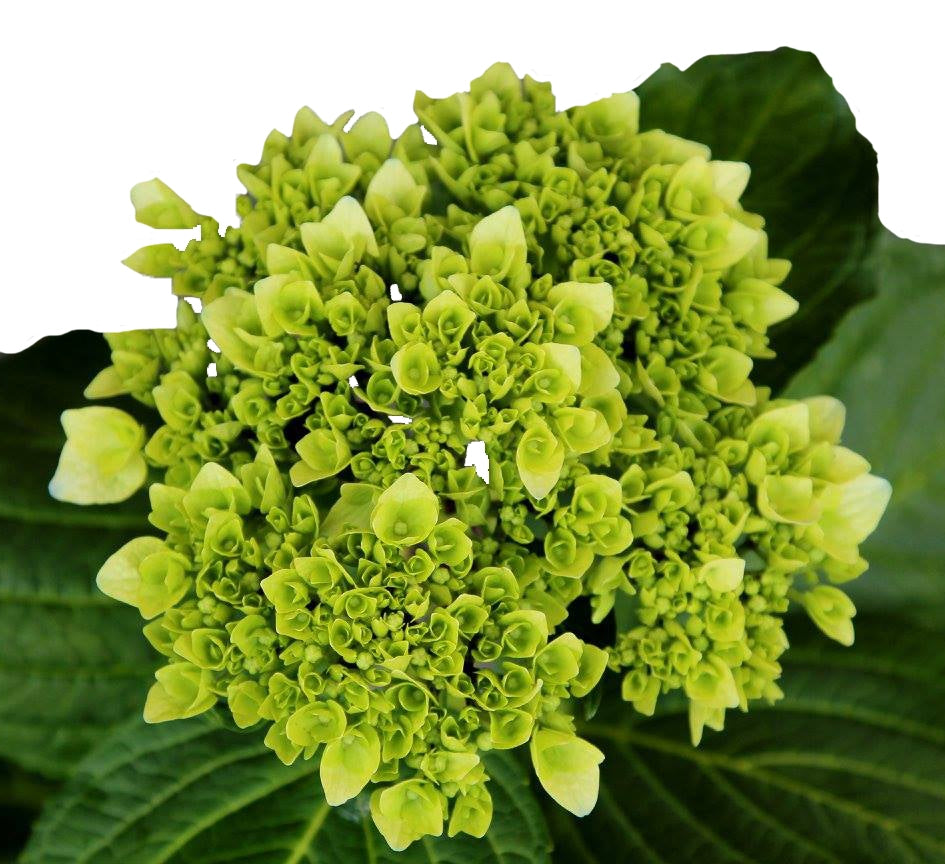Dark Green Hydrangea Flower seeds for Planting - Easy to Grow, Heirloom & GMO Free Seeds for Home Garden