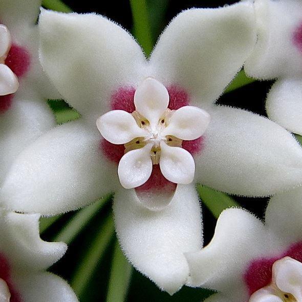 Hoya White Flower seeds for Planting Wildflower Mix, Heirloom & GMO Free Seeds for Home Garden vegetable and garden seeds