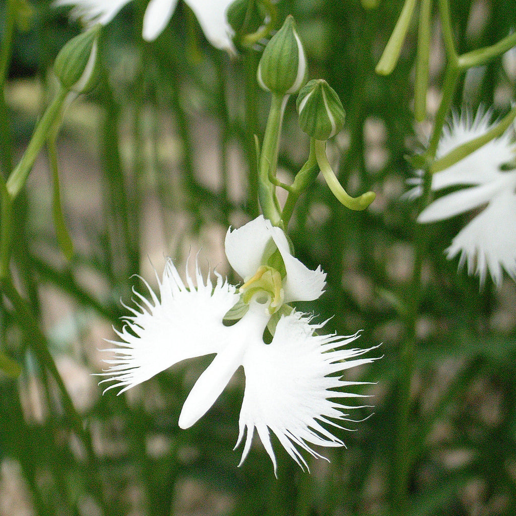 High quality Egret Orchid Flower seeds for Planting Garden Favorite, Heirloom & GMO Free Seeds for Home Garden seeds pack