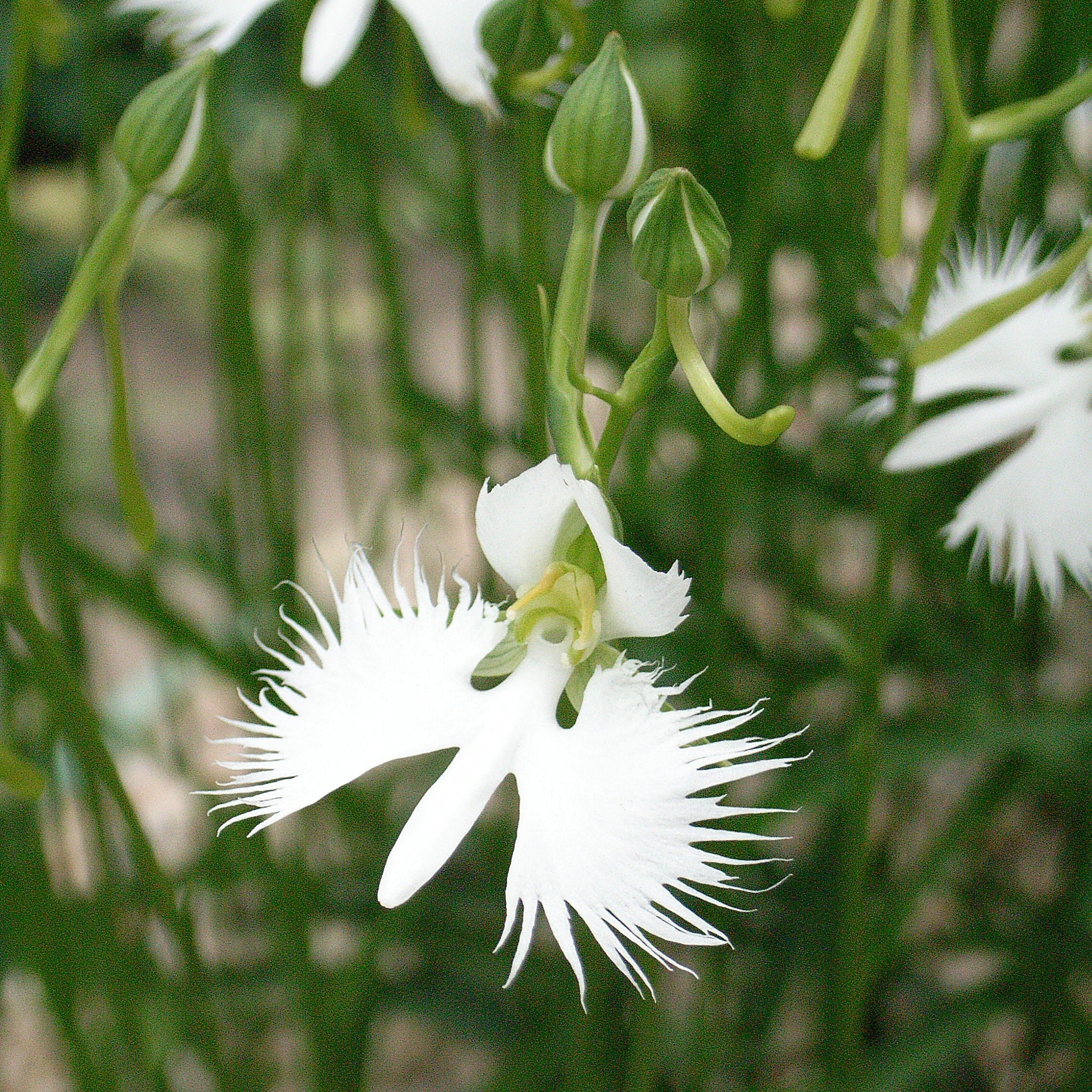 High quality Egret Orchid Flower seeds for Planting Garden Favorite, Heirloom & GMO Free Seeds for Home Garden seeds pack