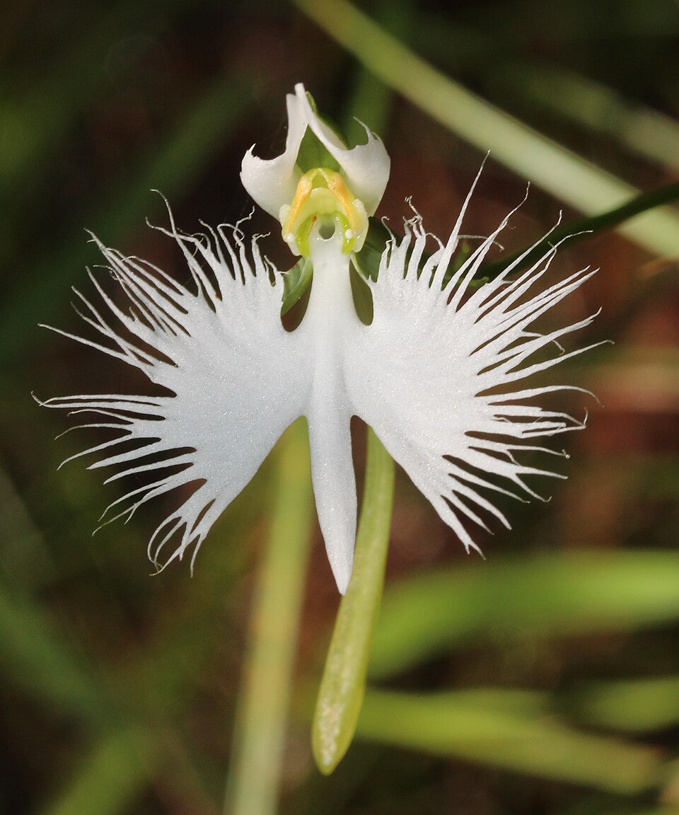 Premium Dove Orchid Flower seeds for Planting Compact Growth, Heirloom & GMO Free Seeds for Home Garden seeds