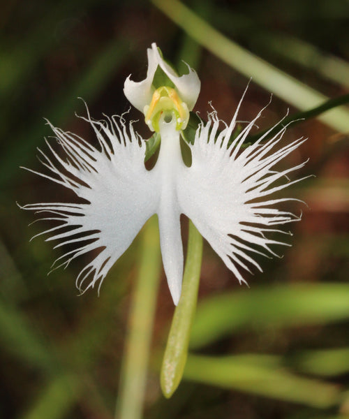Premium Aigrette Orchid Flower seeds for Planting Compact Growth, Heirloom & GMO Free Seeds for Home Garden seeds