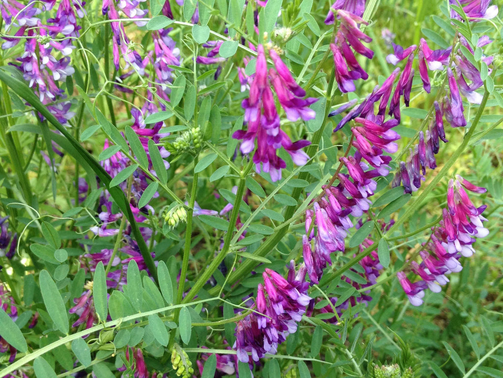 Blue Vetch Flower seeds for Planting Shade Tolerant, Heirloom & GMO Free Seeds for Home Garden vegetable and garden seeds