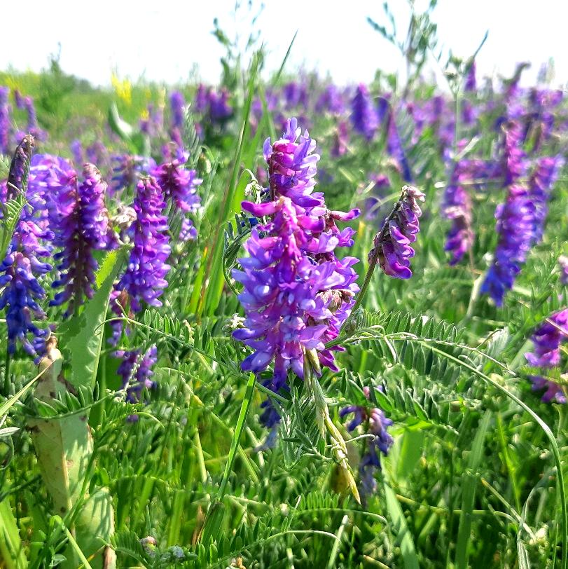 Purple Vetch Flower seeds for Planting Bright Blooms, Heirloom & GMO Free Seeds for Home Garden vegetable and garden seeds