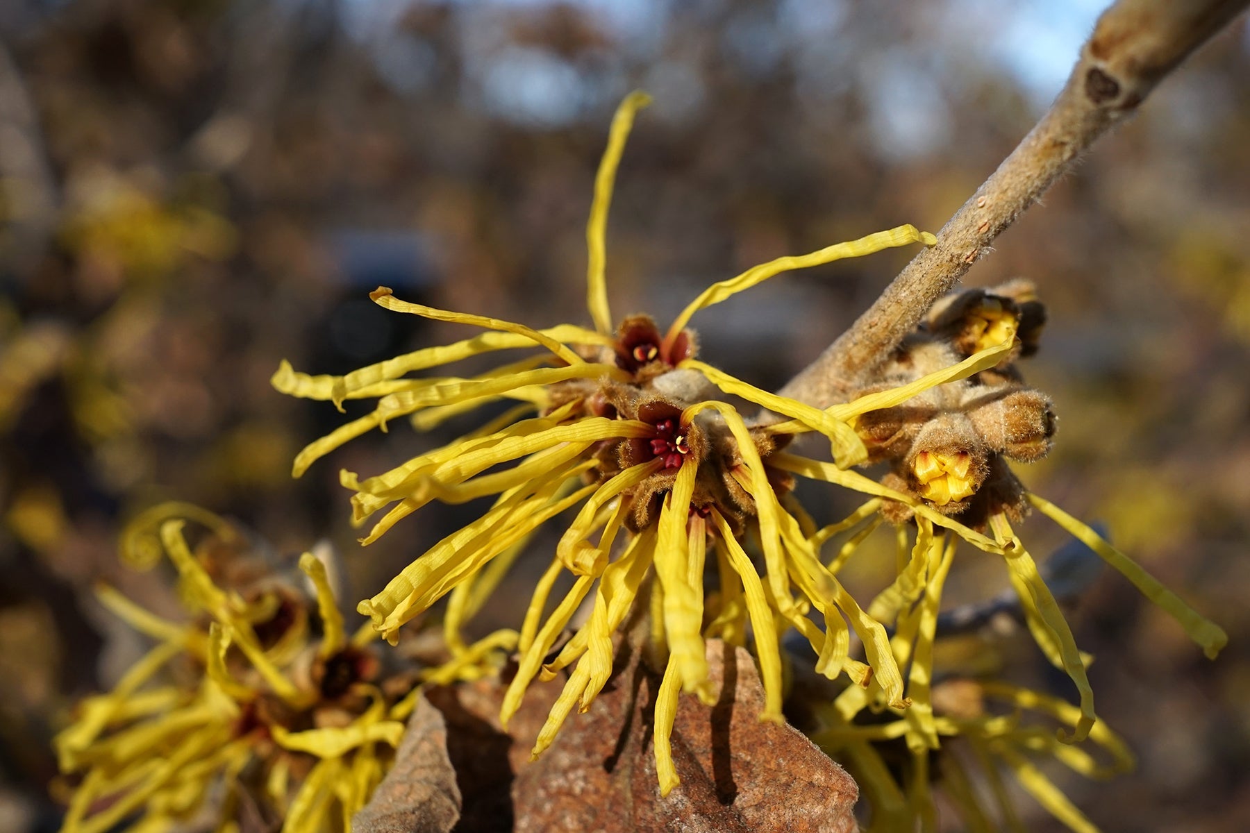 Premium Zaubernuss Hamamelis Flower seeds for Planting Easy to Grow, Heirloom & GMO Free Seeds for Home Garden seeds