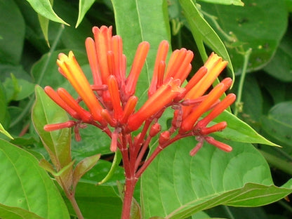 Hamelia Patens Flower seeds for Planting Fragrant Blossoms Heirloom & GMO Free Seeds for Home Garden
