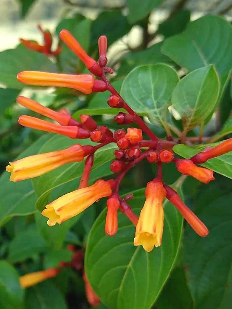 Hamelia Patens Flower seeds for Planting Fragrant Blossoms Heirloom & GMO Free Seeds for Home Garden
