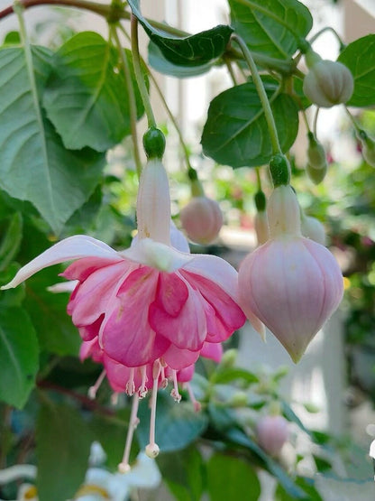 Hanging Basket Fuchsia Plants for Patio
