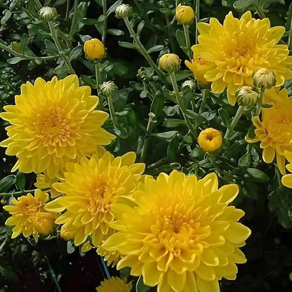 Hardy Chrysanthemum Garden Flowers
