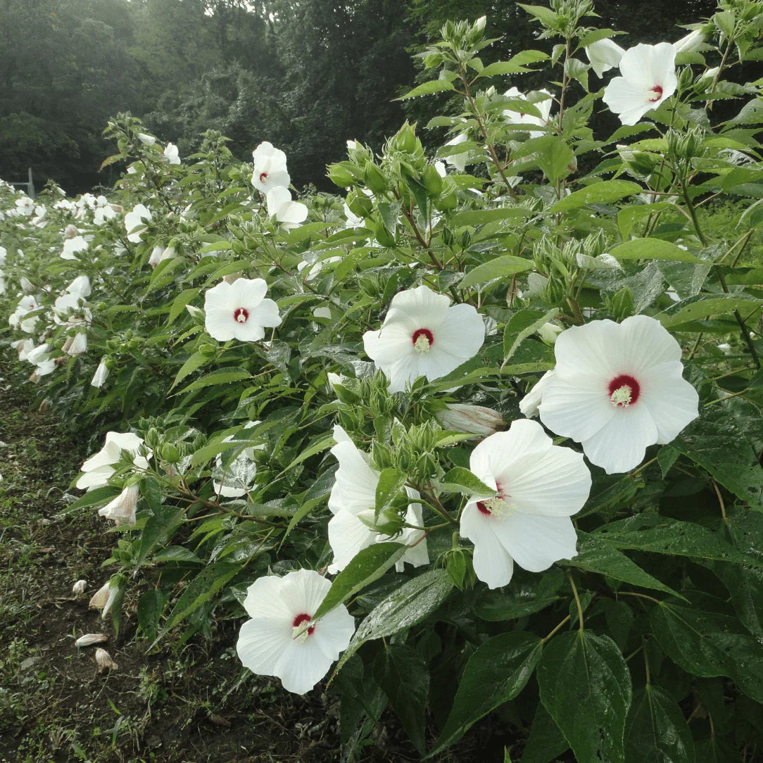 Heirloom Hibiscus Moscheutos Flower seeds for Planting Low Maintenance Heirloom & GMO Free Seeds for Home Garden