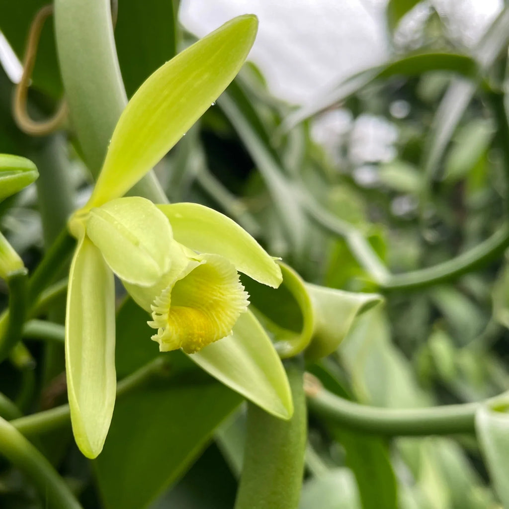 Vanilla Orchid Flower seeds for Planting Easy to Grow, Heirloom & GMO Free Seeds for Home Garden vegetable and garden seeds