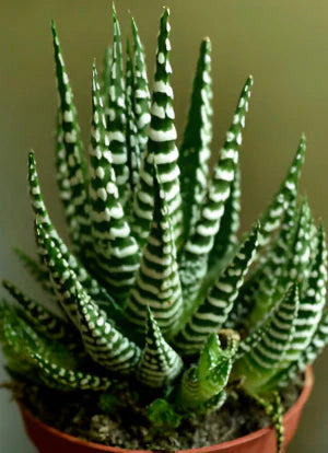 Brown Fasciata Plant Seeds For Unique Foliage Planting