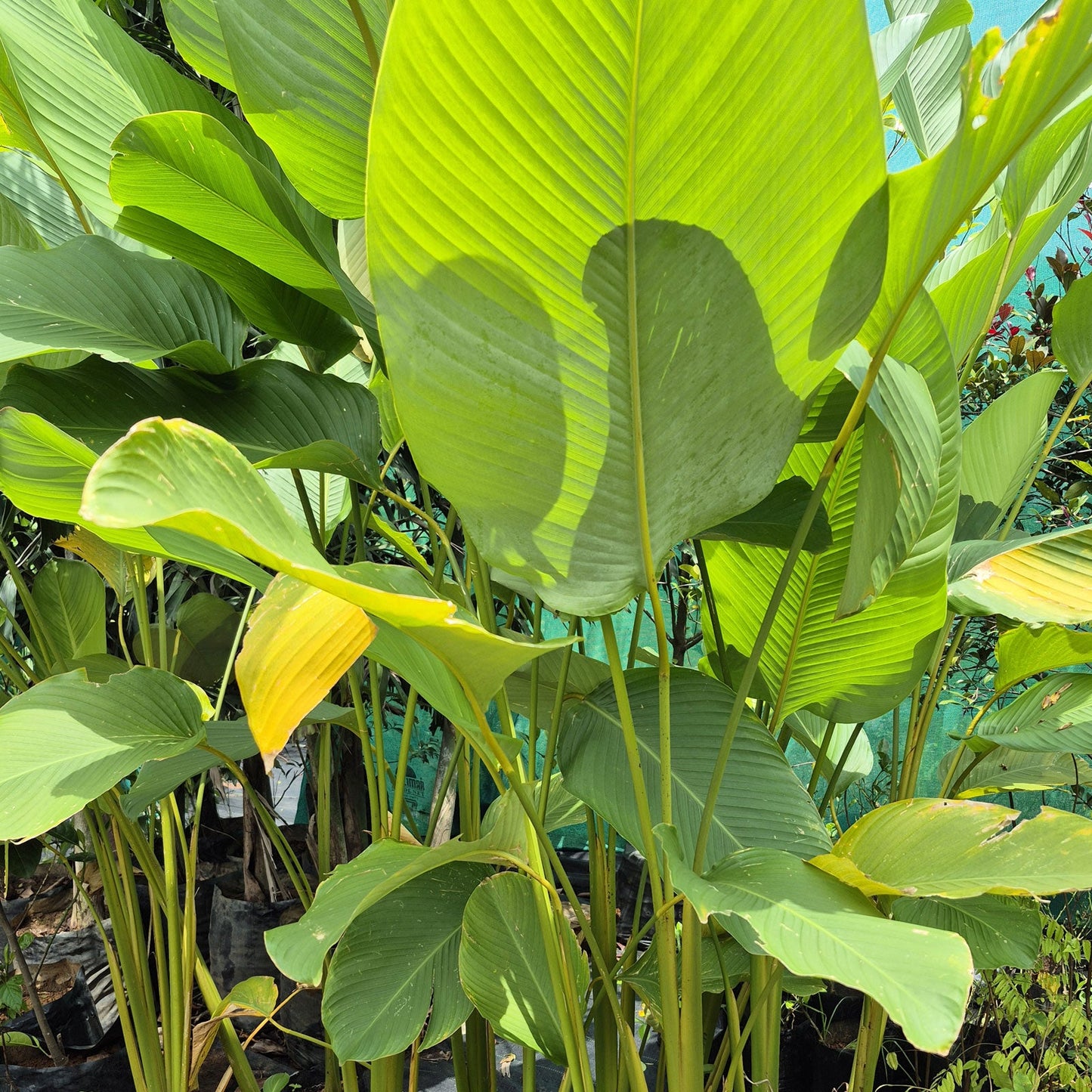 Calathea Lutea Mexican Cigar seeds for Planting - Sun Loving, Heirloom & GMO Free Seeds for Home Garden