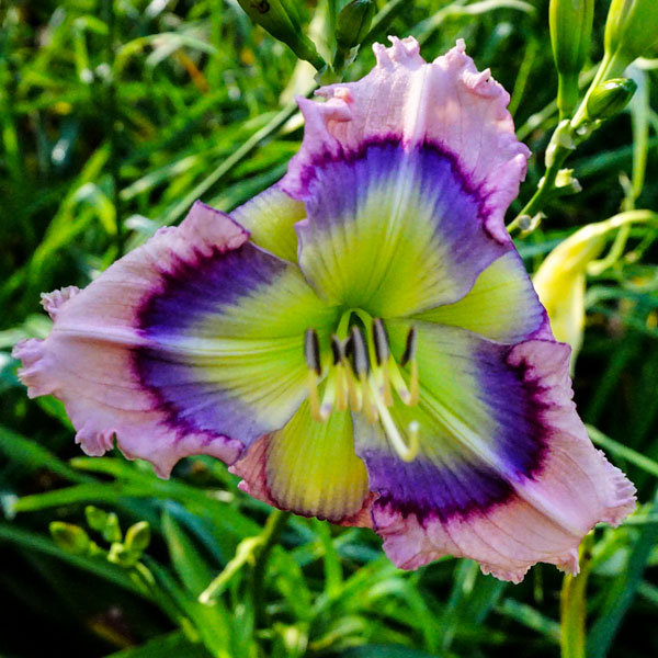 Blue Hemerocallis Flower seeds for Planting Cottage Garden Essential, Heirloom & GMO Free Seeds for Home Garden seeds for planting