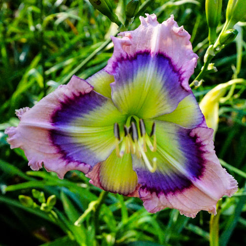 Blue Hemerocallis Flower seeds for Planting Cottage Garden Essential, Heirloom & GMO Free Seeds for Home Garden seeds for planting