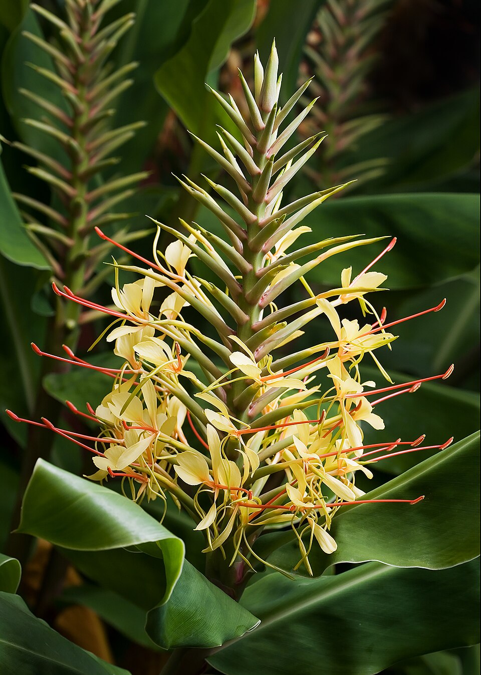 Hedychium Gardnerianum Flower seeds for Planting Cottage Garden Essential Heirloom & GMO Free Seeds for Home Garden
