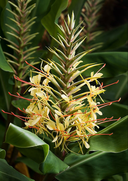 Hedychium Gardnerianum Flower seeds for Planting Cottage Garden Essential Heirloom & GMO Free Seeds for Home Garden