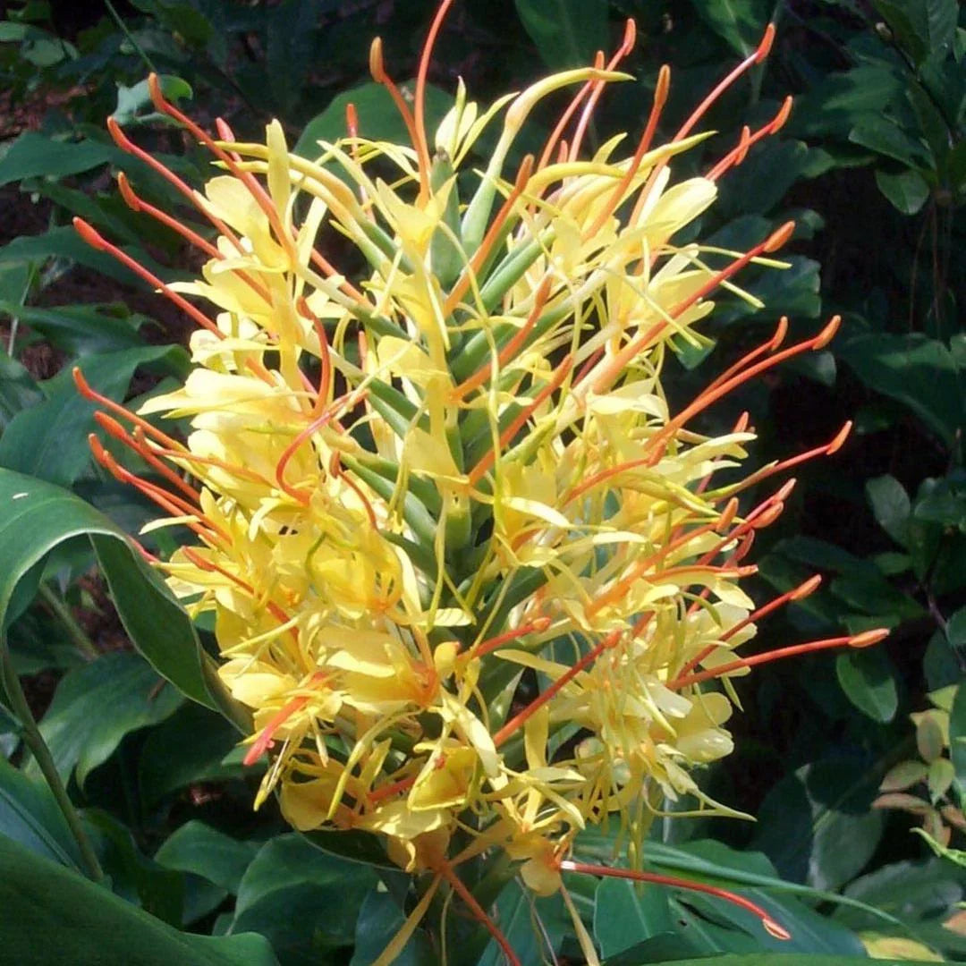 Hedychium Gardnerianum Flower seeds for Planting Cottage Garden Essential Heirloom & GMO Free Seeds for Home Garden