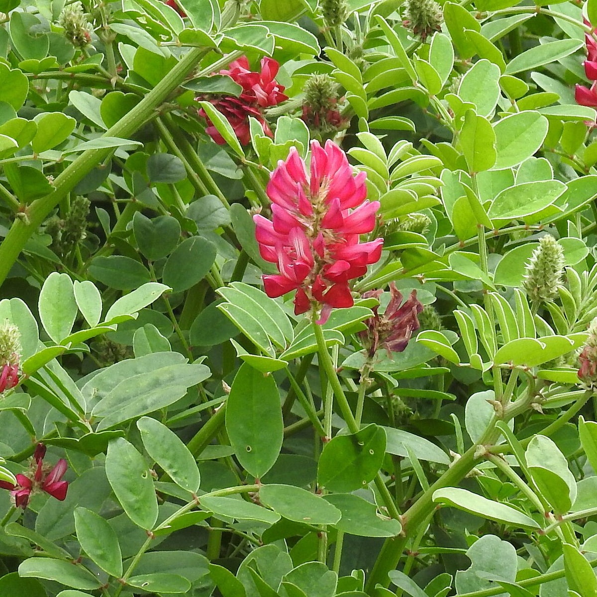 Silla Flower seeds for Planting Cut Flower Favorite Heirloom & GMO Free Seeds for Home Garden