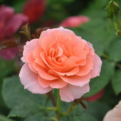 Heirloom Rose Flower seeds for Planting Premium Quality Heirloom & GMO Free Seeds for Home Garden