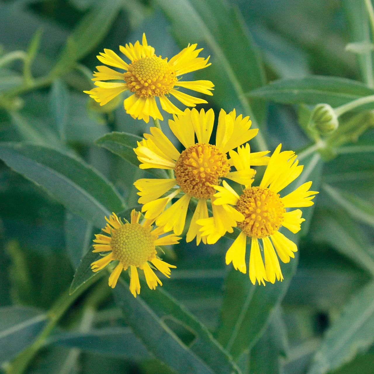 Helenium Flower seeds for Planting Long Bloom Season Heirloom & GMO Free Seeds for Home Garden