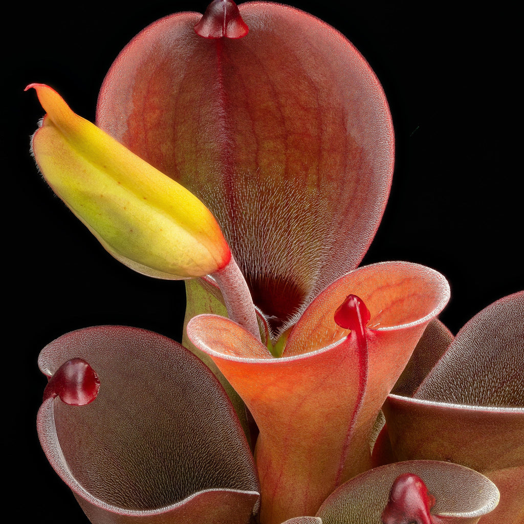 Red Heliamphora Pulchella Flower seeds for Planting Hardy Variety, Heirloom & GMO Free Seeds for Home Garden vegetable and garden seeds