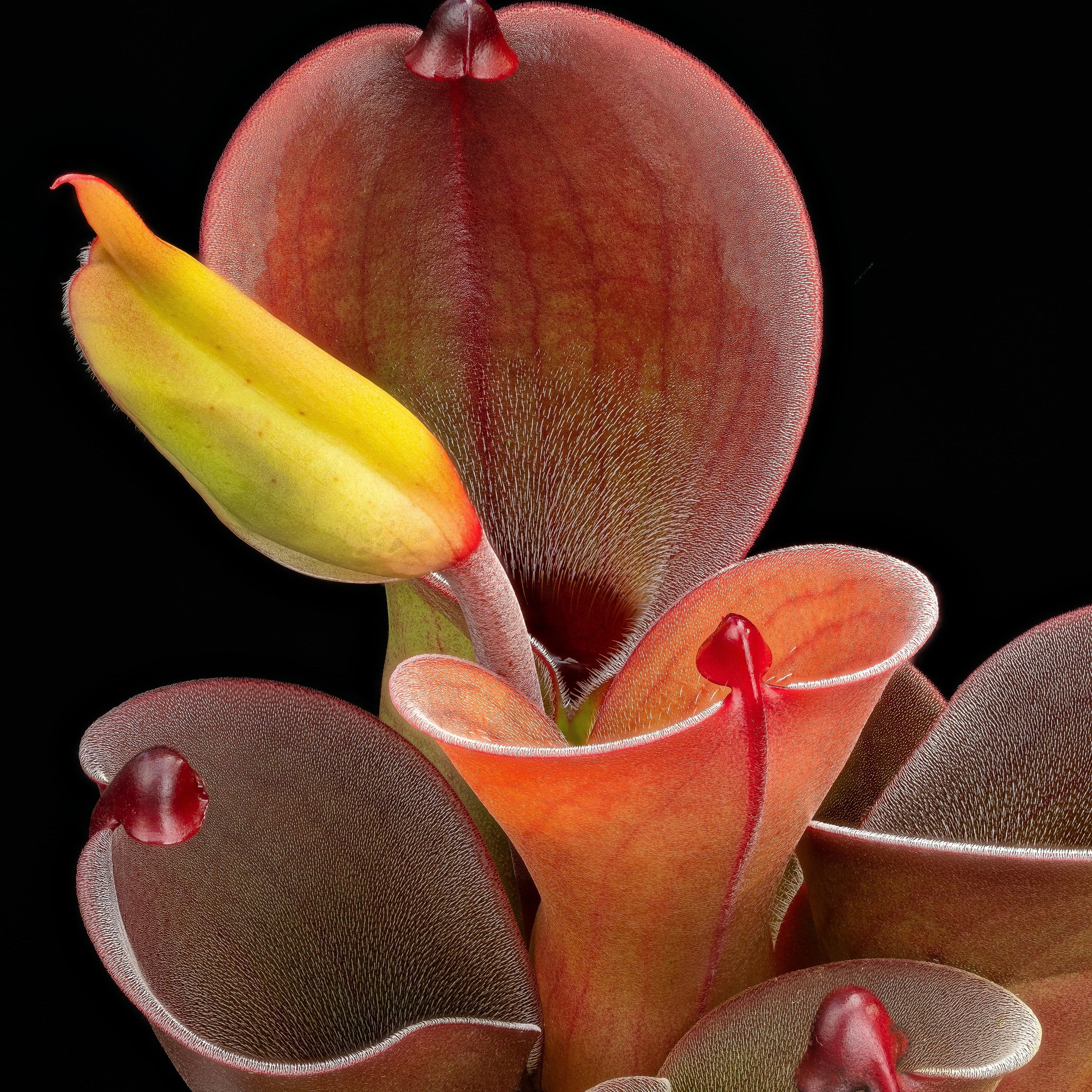 Red Heliamphora Pulchella Flower seeds for Planting Hardy Variety, Heirloom & GMO Free Seeds for Home Garden vegetable and garden seeds