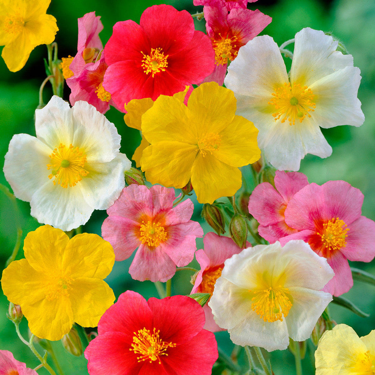 Mixed Helianthemum Rock Rose Flower seeds for Planting Bright Blooms, Heirloom & GMO Free Seeds for Home Garden seeds for planting