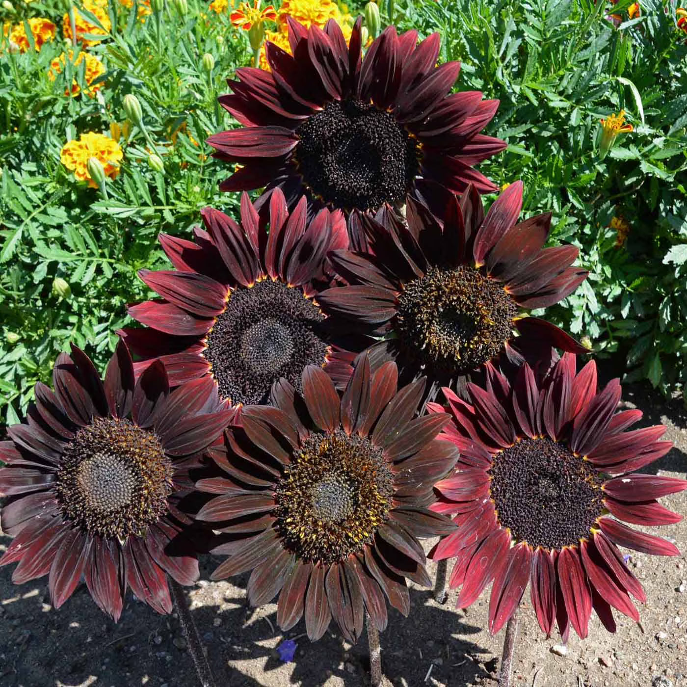 Chocolate Sunflower Flower seeds for Planting Premium Quality, Heirloom & GMO Free Seeds for Home Garden vegetable and garden seeds