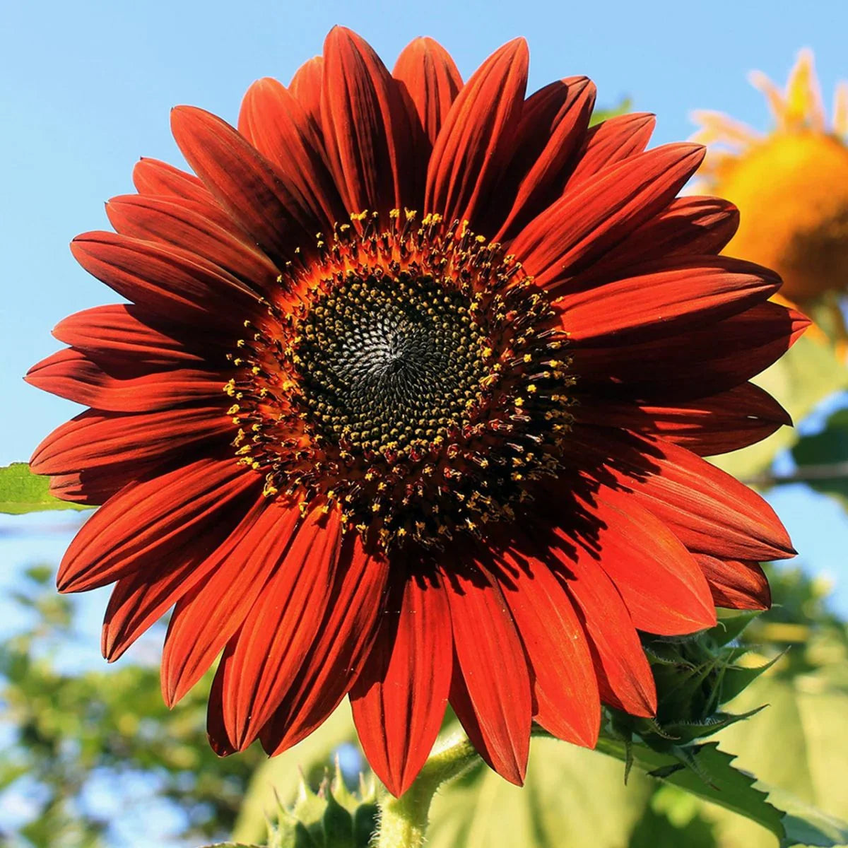 Red Moulin Sunflower Flower seeds for Planting - Easy to Grow, Heirloom & GMO Free Seeds for Home Garden